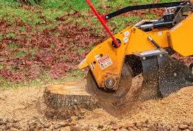 Best Tree Risk Assessment  in Middle River, MD