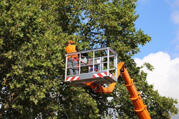 Best Tree Maintenance Programs  in Middle River, MD