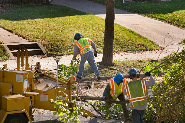 Best Commercial Tree Services  in Middle River, MD