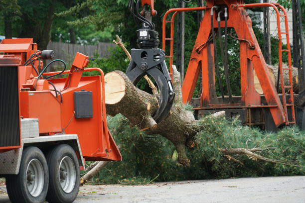 Best Palm Tree Trimming  in Middle River, MD