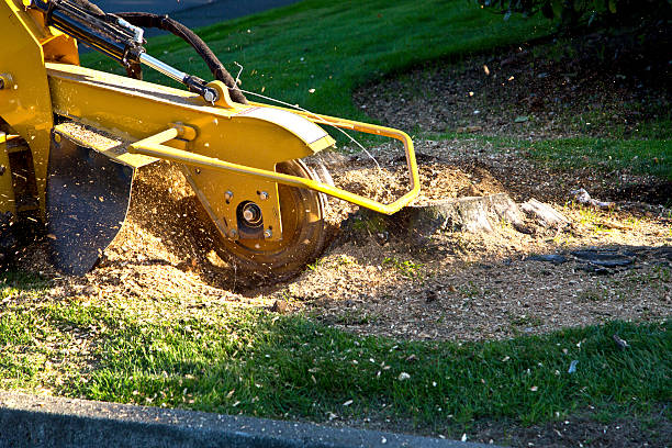 Best Lawn Pest Prevention  in Middle River, MD