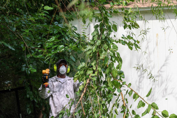 Best Arborist Consultation Services  in Middle River, MD